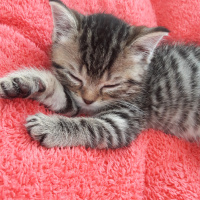 Scottish Fold, Kedi  Zeytin fotoğrafı