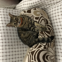 Tekir Kedi, Kedi  Boncuk fotoğrafı