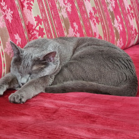 Mavi Rus, Kedi  Mia fotoğrafı
