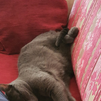 Mavi Rus, Kedi  Mia fotoğrafı