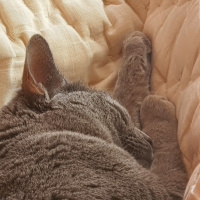 Mavi Rus, Kedi  Mia fotoğrafı