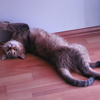 British Shorthair, Kedi  Lokum fotoğrafı