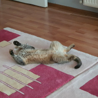 British Shorthair, Kedi  Lokum fotoğrafı