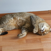 British Shorthair, Kedi  Lokum fotoğrafı