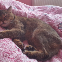 British Shorthair, Kedi  Lokum fotoğrafı