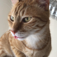 Sarman, Kedi  Leo fotoğrafı