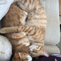 Sarman, Kedi  Leo fotoğrafı