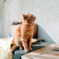 Sarman, Kedi  Balım fotoğrafı