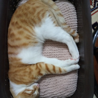 Sarman, Kedi  Şanslı fotoğrafı