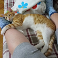 Sarman, Kedi  Şanslı fotoğrafı