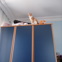 Sarman, Kedi  Şanslı fotoğrafı
