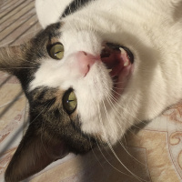 Tekir Kedi, Kedi  Mişa fotoğrafı