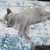 British Shorthair, Kedi  Smyrna fotoğrafı