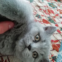 British Shorthair, Kedi  Smyrna fotoğrafı