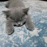 British Shorthair, Kedi  Smyrna fotoğrafı