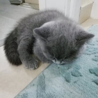 British Shorthair, Kedi  Smyrna fotoğrafı