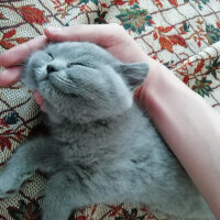 British Shorthair, Kedi  Smyrna fotoğrafı