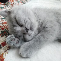 British Shorthair, Kedi  Smyrna fotoğrafı