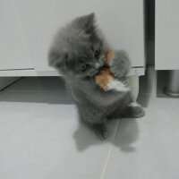 British Shorthair, Kedi  Smyrna fotoğrafı