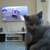 British Shorthair, Kedi  Smyrna fotoğrafı