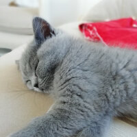 British Shorthair, Kedi  Smyrna fotoğrafı