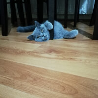 British Shorthair, Kedi  Smyrna fotoğrafı