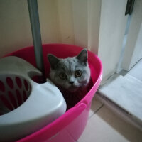 British Shorthair, Kedi  Smyrna fotoğrafı