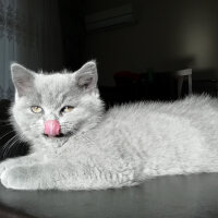 British Shorthair, Kedi  Smyrna fotoğrafı