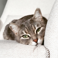 Tekir Kedi, Kedi  Minnoş fotoğrafı