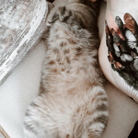 Tekir Kedi, Kedi  Minnoş fotoğrafı