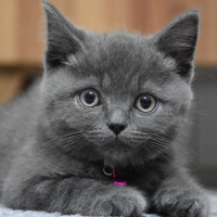 British Shorthair, Kedi  Duman fotoğrafı