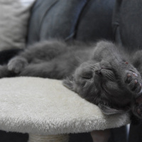 British Shorthair, Kedi  Duman fotoğrafı