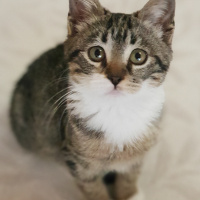 Tekir Kedi, Kedi  Loki fotoğrafı