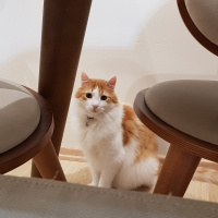 Norwegian Forest, Kedi  Asil fotoğrafı