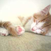 Norwegian Forest, Kedi  Asil fotoğrafı