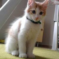 Norwegian Forest, Kedi  Asil fotoğrafı