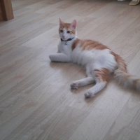 Norwegian Forest, Kedi  Asil fotoğrafı