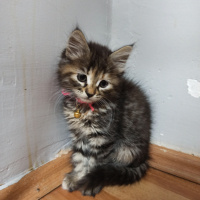 Tekir Kedi, Kedi  Boldi fotoğrafı