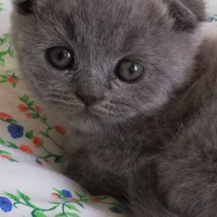 Scottish Fold, Kedi  Minnoş zarif fotoğrafı