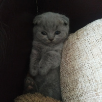 Scottish Fold, Kedi  Minnoş zarif fotoğrafı