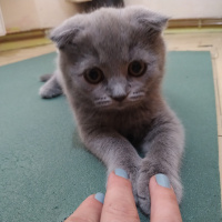 Scottish Fold, Kedi  Minnoş zarif fotoğrafı