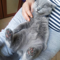 Scottish Fold, Kedi  Minnoş zarif fotoğrafı