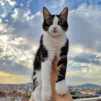 Tekir Kedi, Kedi  Mino fotoğrafı