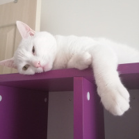 Ankara Kedisi, Kedi  Pamuk fotoğrafı