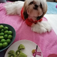 Shih Tzu, Köpek  Mişa fotoğrafı