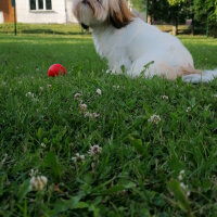 Shih Tzu, Köpek  Mişa fotoğrafı