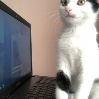 Tuxedo (Smokin) Kedi, Kedi  maya fotoğrafı
