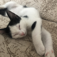 Tuxedo (Smokin) Kedi, Kedi  maya fotoğrafı