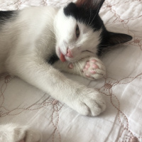 Tuxedo (Smokin) Kedi, Kedi  maya fotoğrafı