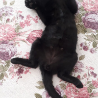 Mavi Rus, Kedi  Yavru kedi fotoğrafı